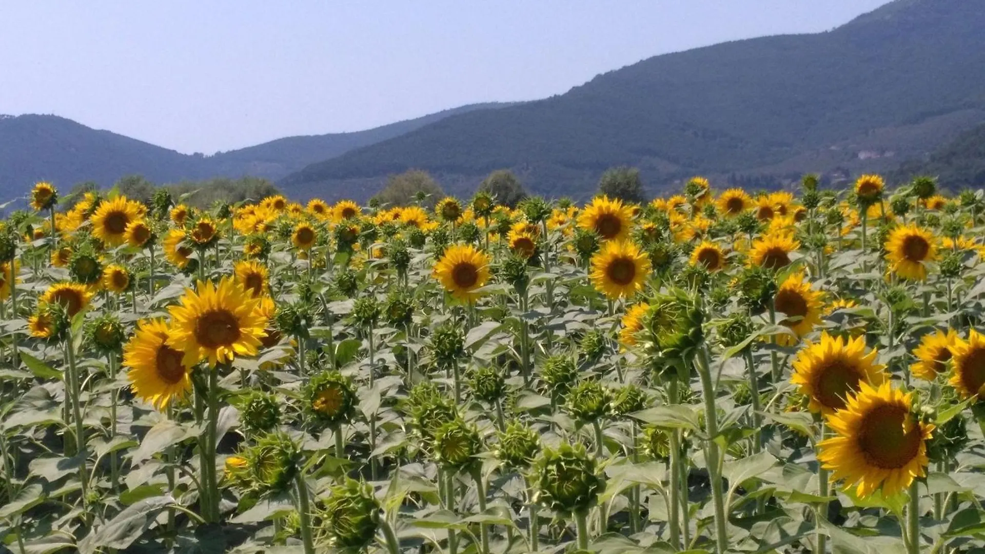 別荘 Belvilla By Oyo Montefiore San Piero in Campo イタリア